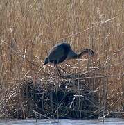 Purple Heron