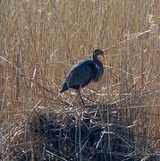 Purple Heron