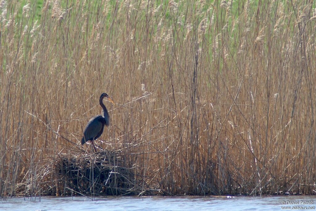 Purple Heronadult breeding, Reproduction-nesting