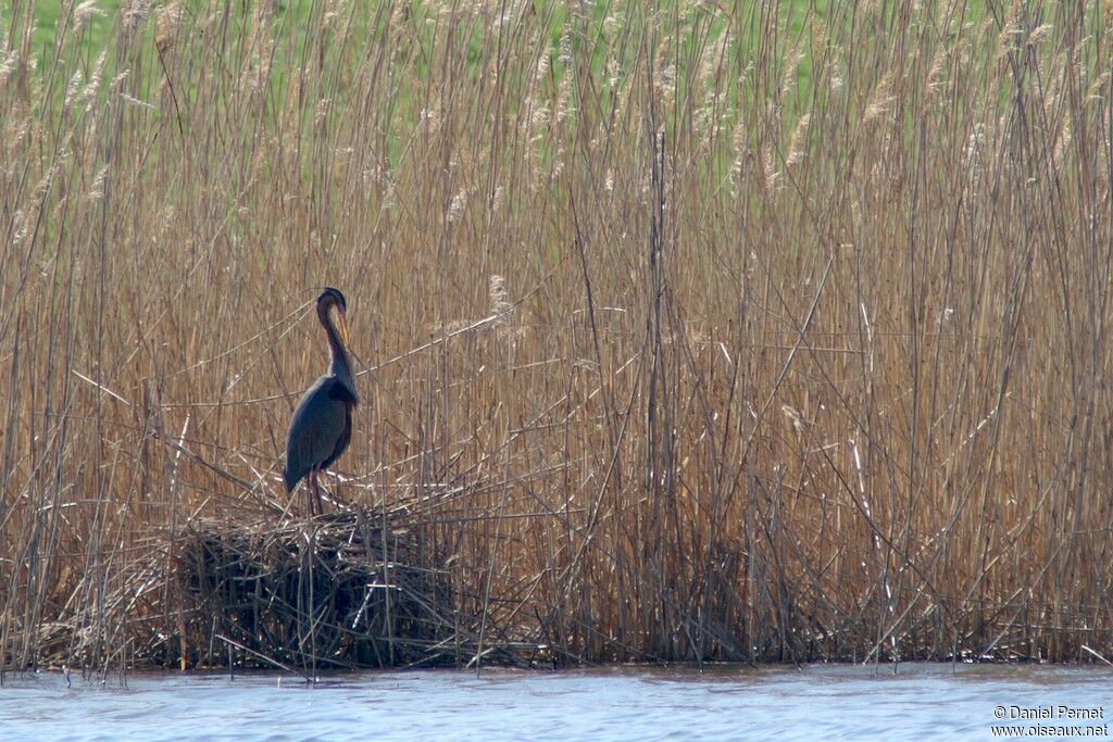 Purple Heronadult breeding, Reproduction-nesting