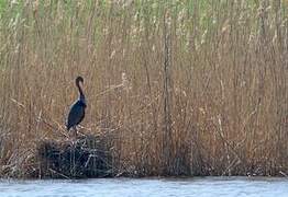 Purple Heron