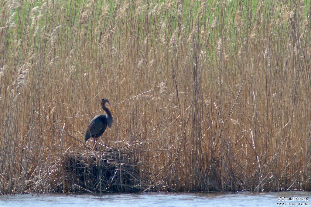 Purple Heronadult breeding, Reproduction-nesting