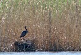 Purple Heron