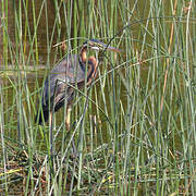 Purple Heron