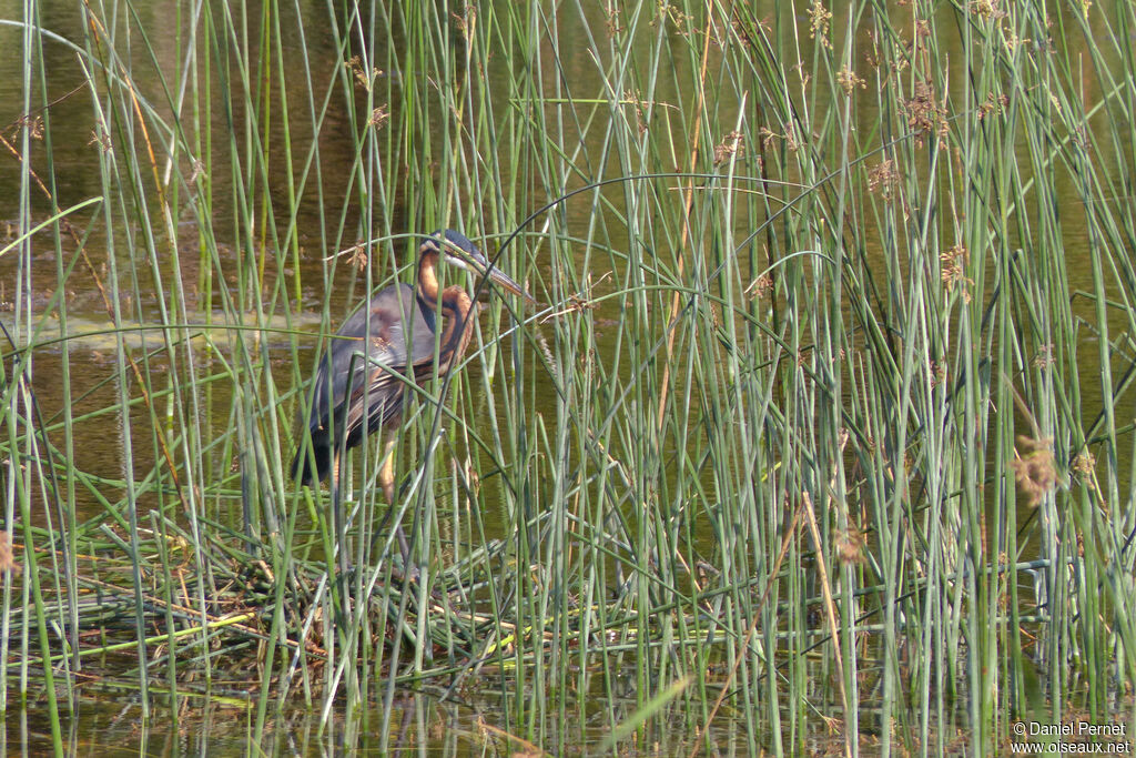 Purple Heronadult, habitat