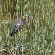 Purple Heron