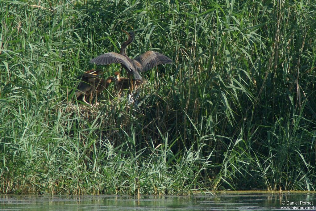 Purple Heron, Reproduction-nesting, Behaviour