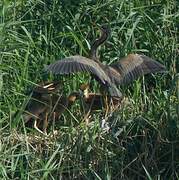 Purple Heron