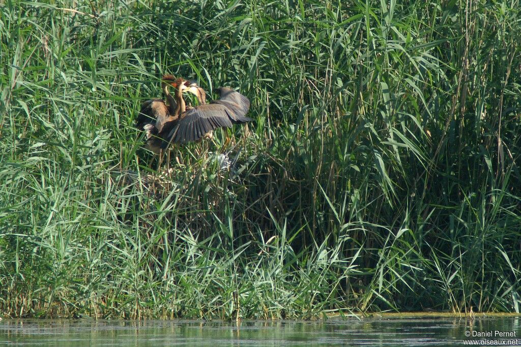 Purple Heron, Reproduction-nesting, Behaviour