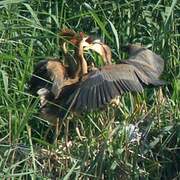 Purple Heron