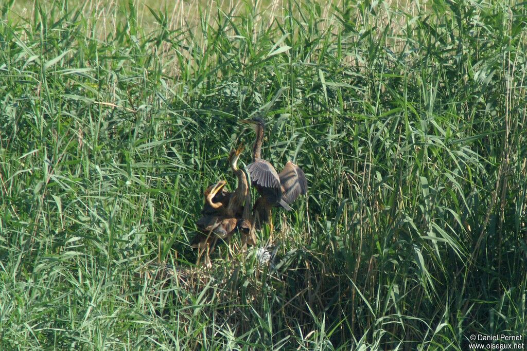 Purple Heron, Reproduction-nesting, Behaviour