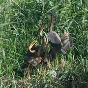 Purple Heron