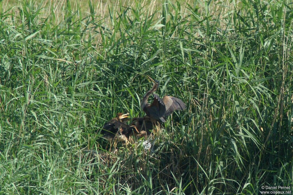 Purple Heron, Reproduction-nesting, Behaviour