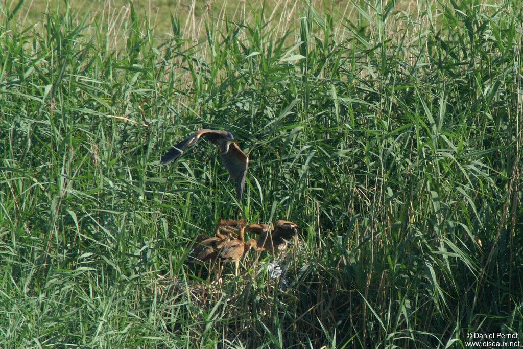 Purple Heron, Reproduction-nesting, Behaviour