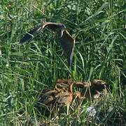 Purple Heron