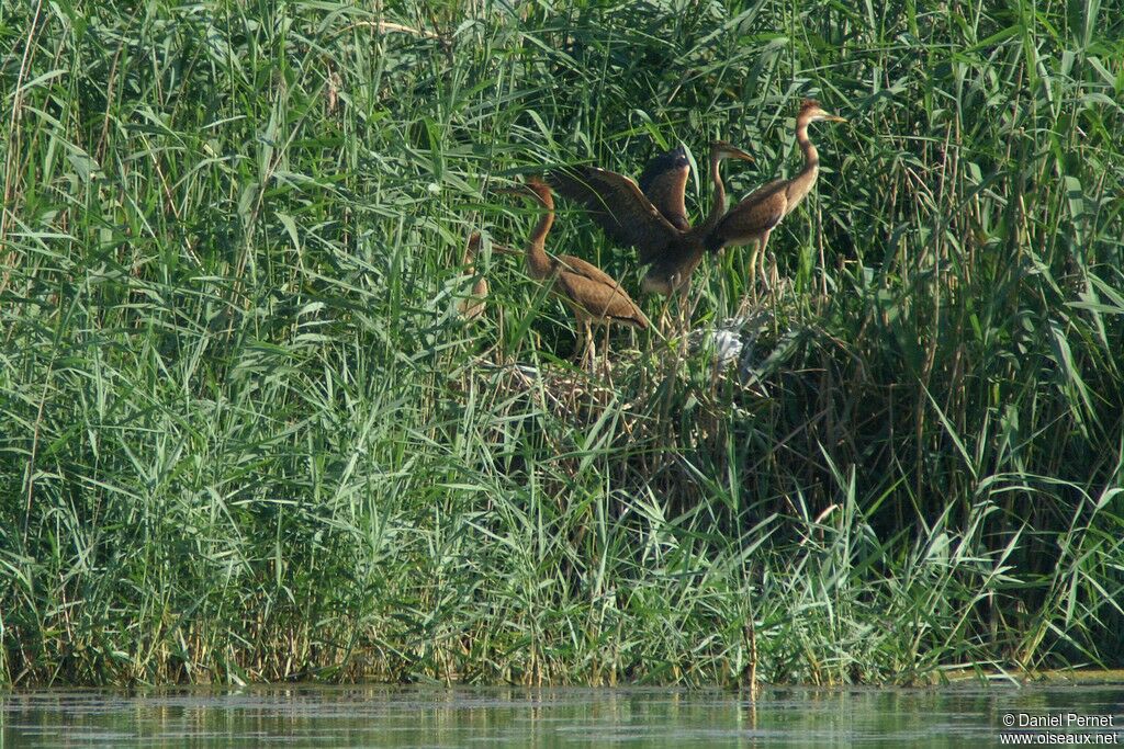 Purple Heron, Reproduction-nesting, Behaviour