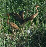 Purple Heron