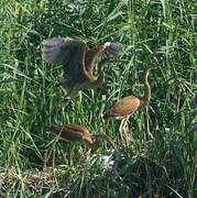 Purple Heron