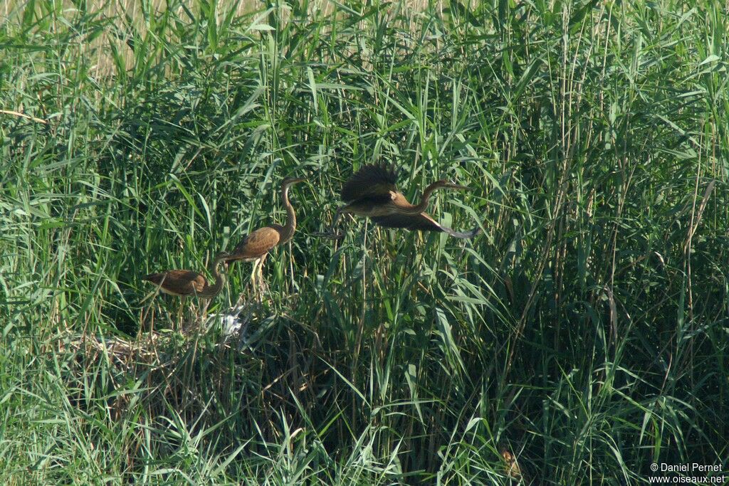 Purple Heron, Reproduction-nesting, Behaviour