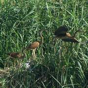 Purple Heron