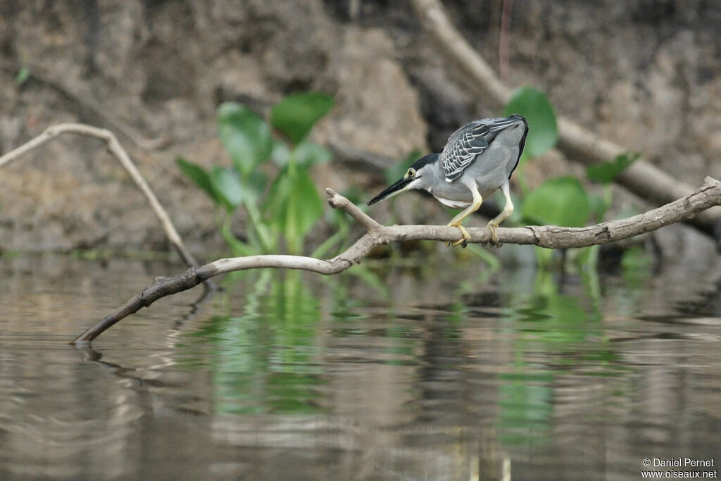 Héron striéadulte, identification, Comportement