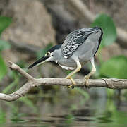 Striated Heron