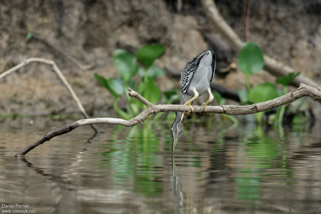 Héron striéadulte, habitat, pêche/chasse, Comportement