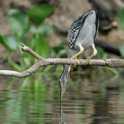 Striated Heron