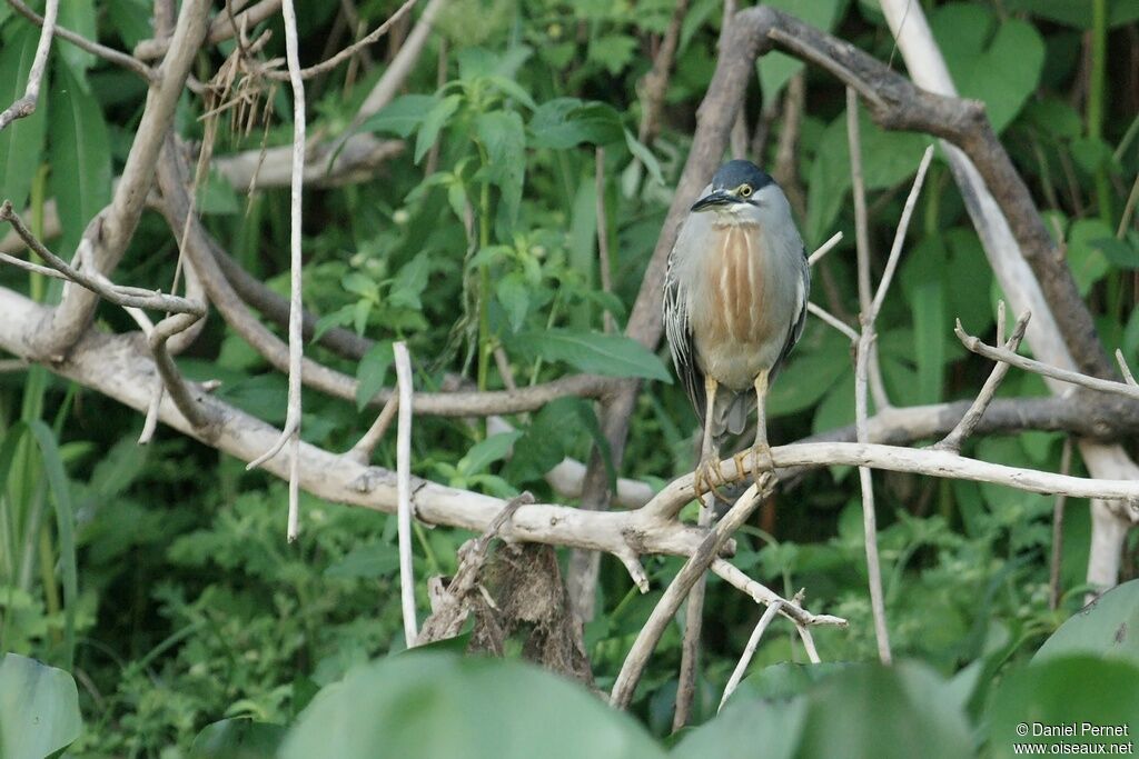 Héron striéadulte, identification