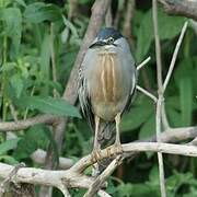 Striated Heron