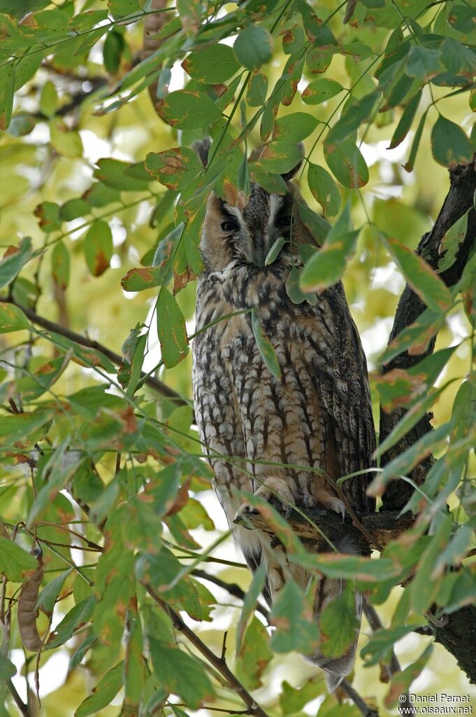 Long-eared Owl, identification