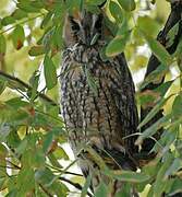 Long-eared Owl