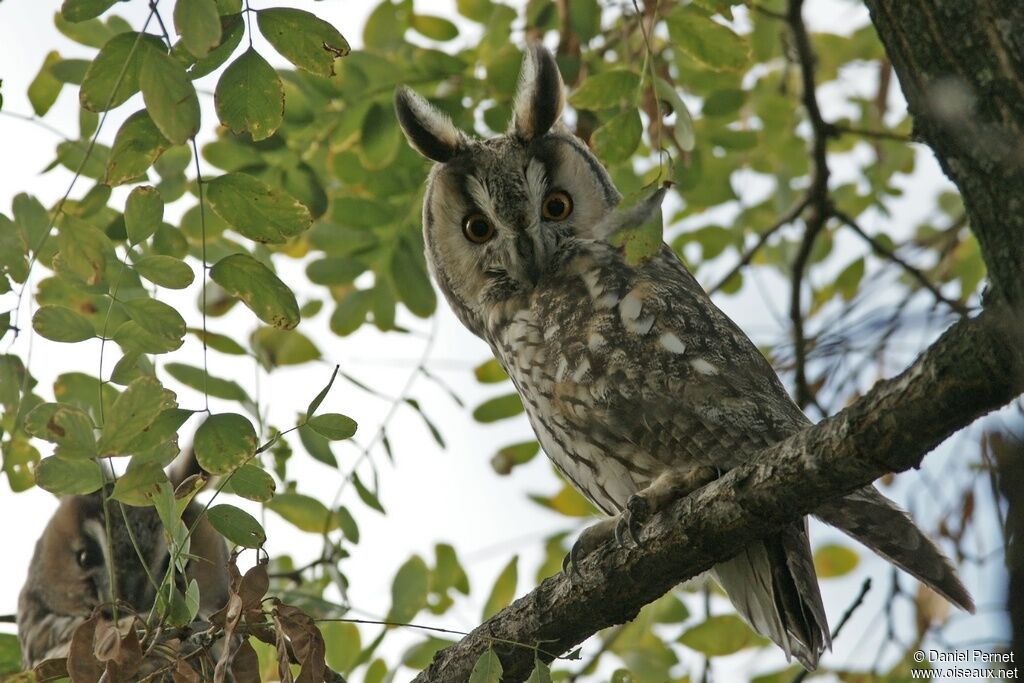 Long-eared Owl, identification