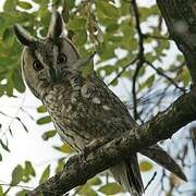 Long-eared Owl