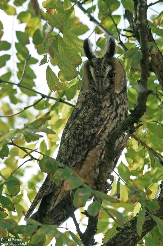 Hibou moyen-ducadulte, portrait