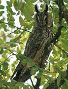 Long-eared Owl