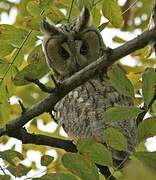 Long-eared Owl