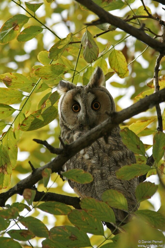 Long-eared Owl, identification