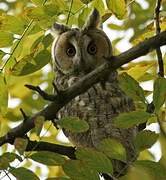 Long-eared Owl