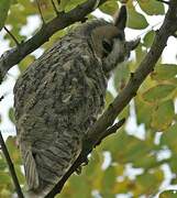 Long-eared Owl