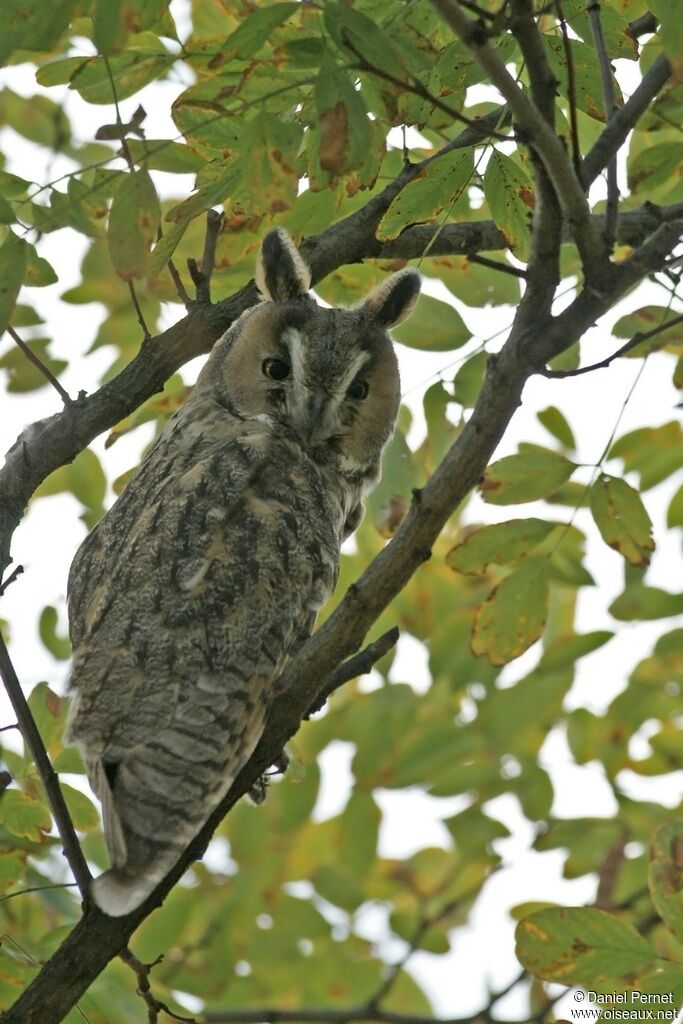 Long-eared Owl, identification