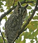 Long-eared Owl