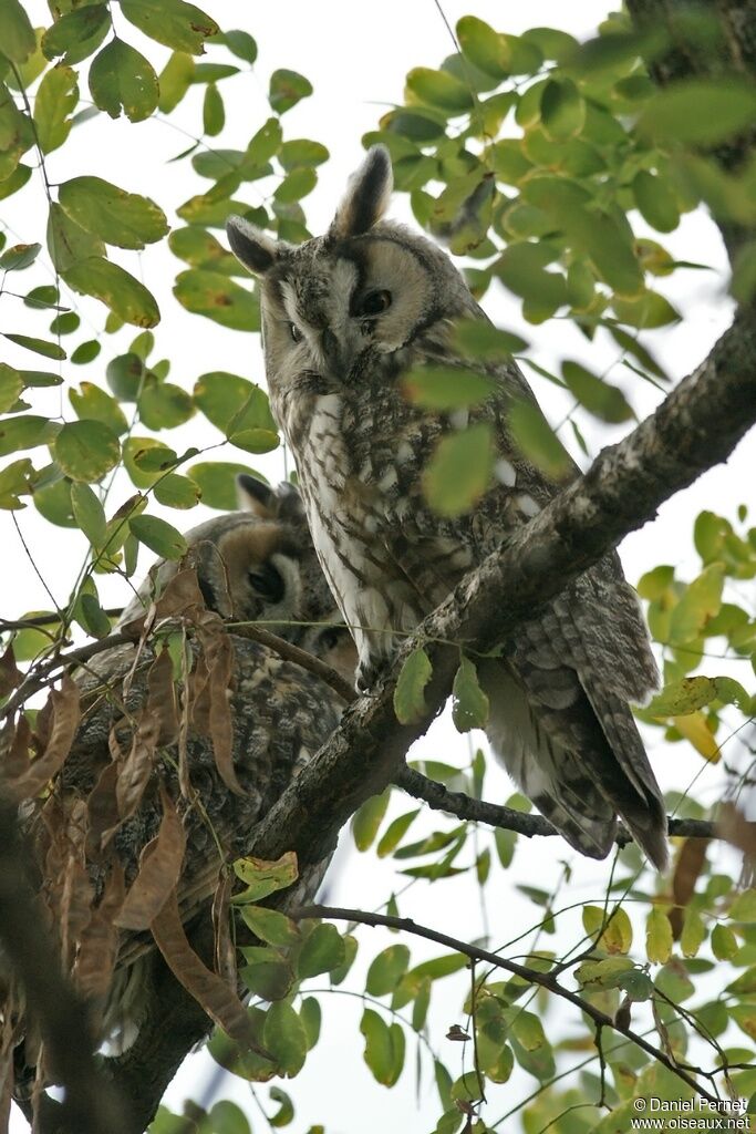 Long-eared Owl, identification