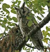 Long-eared Owl