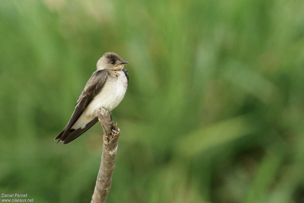 Southern Rough-winged Swallowadult, identification, Behaviour