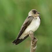 Southern Rough-winged Swallow