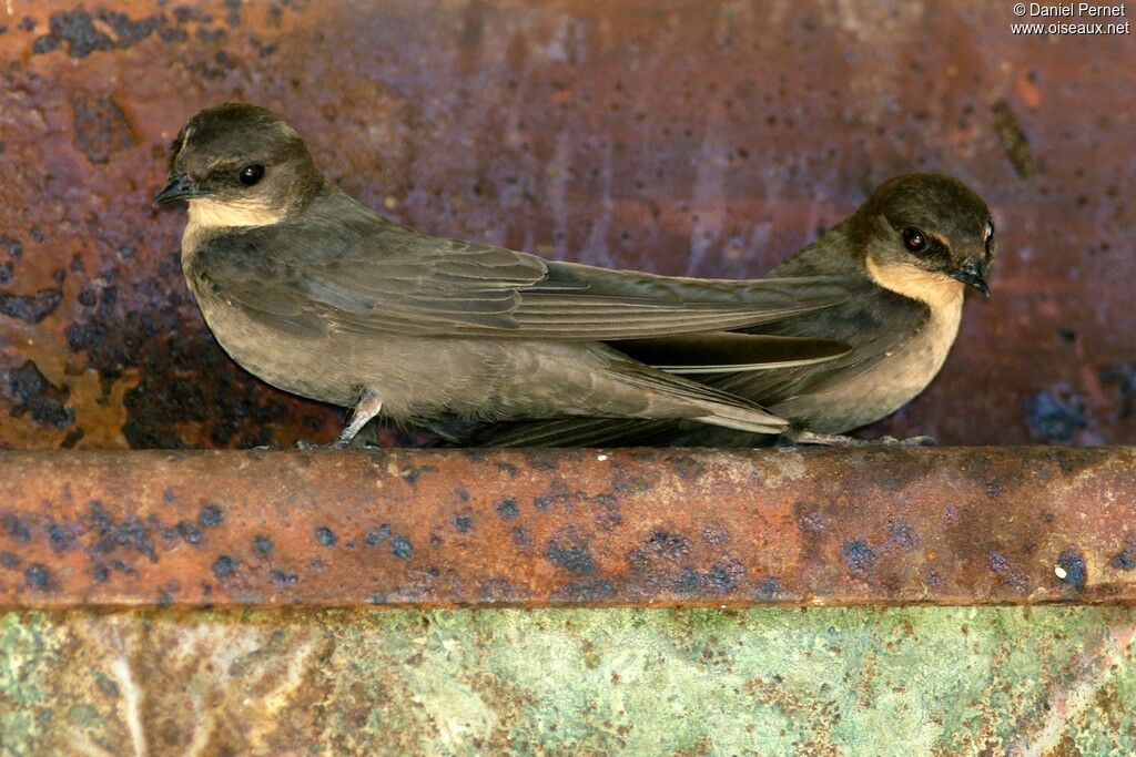 Angolan Swallowimmature, identification