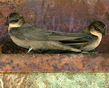 Angolan Swallow