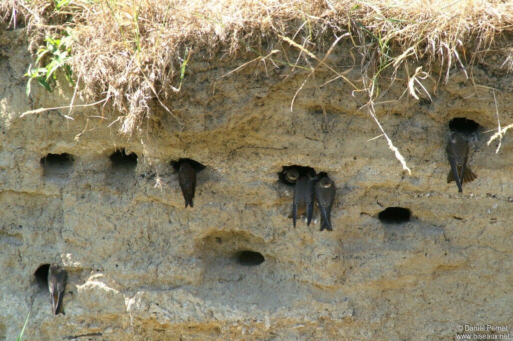 Sand Martin, identification, Reproduction-nesting