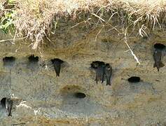 Sand Martin